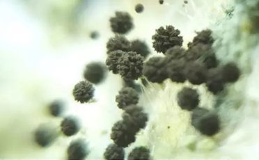 抗菌抑菌作用硅藻泥，改善居住微生物环境
